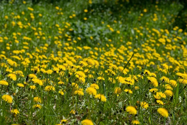 阳光灿烂的草地上的蒲公英 — 图库照片
