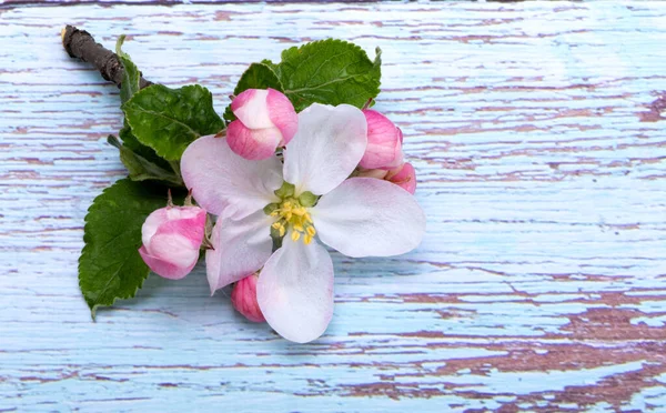 Apple Tree Flowers Wooden Background — Stock Photo, Image