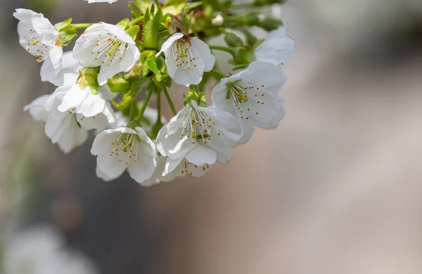 Cherry Flowers Tree Sunny Day — Stock Photo, Image