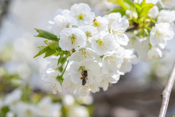 Třešňové Květy Stromě Slunečného Dne — Stock fotografie
