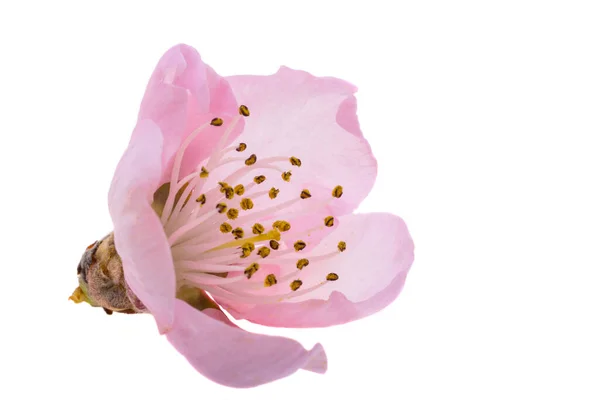Sakura Flores Isoladas Fundo Branco — Fotografia de Stock