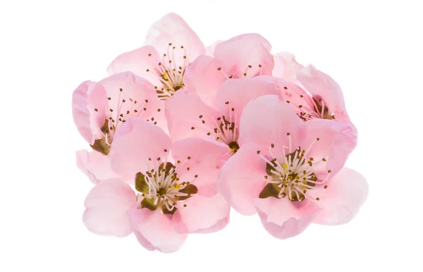 Sakura Flowers Isolated White Background — Stock Photo, Image
