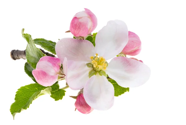 Apfelbaumblüten Isoliert Auf Weißem Hintergrund — Stockfoto