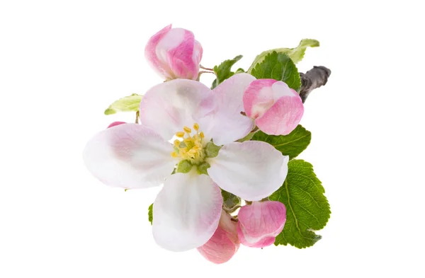 在白色背景上隔离的苹果树花 — 图库照片