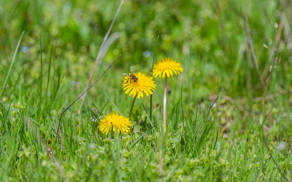 Flowers Spring Meadow — Stock Photo, Image