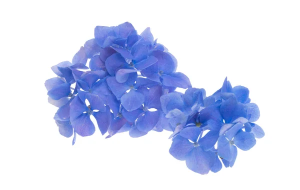 Blå Hortensia Isolerad Vit Bakgrund — Stockfoto