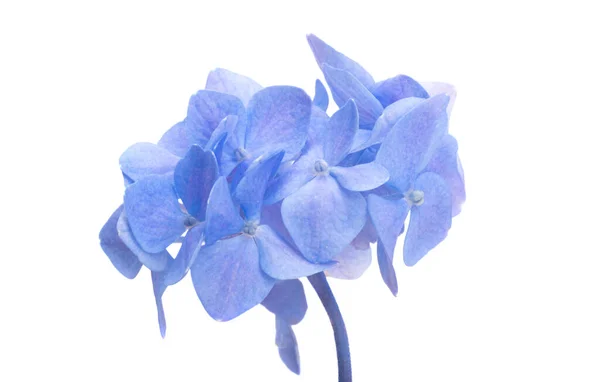 Blauwe Hortensia Geïsoleerd Witte Achtergrond — Stockfoto