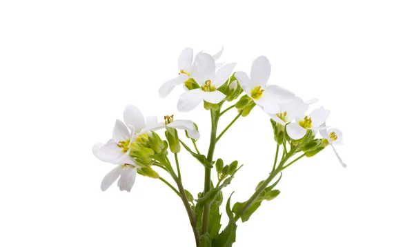 Flores Blancas Primavera Aisladas Sobre Fondo Blanco —  Fotos de Stock
