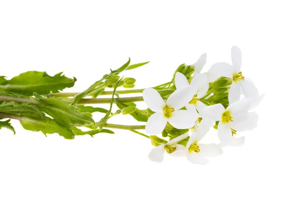 Białe Wiosenne Kwiaty Białym Tle — Zdjęcie stockowe