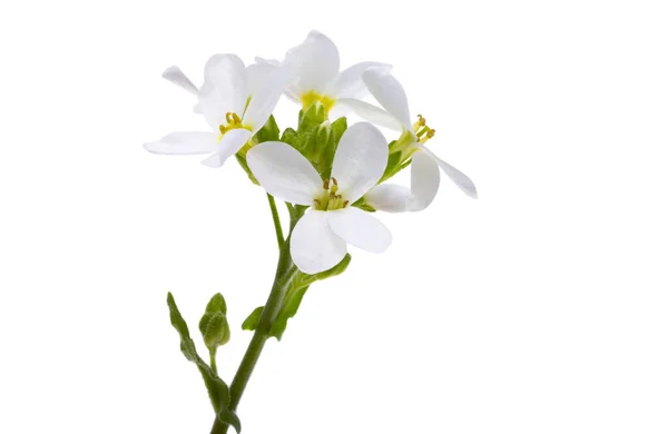 Flores Brancas Primavera Isoladas Fundo Branco — Fotografia de Stock