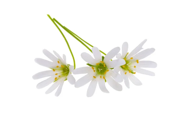 Fleurs Printanières Blanches Isolées Sur Fond Blanc — Photo