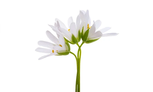 Λευκή Άνοιξη Λουλούδια Που Απομονώνονται Λευκό Φόντο — Φωτογραφία Αρχείου