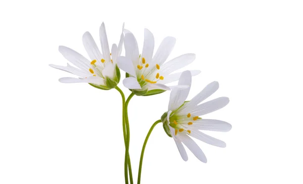 Fleurs Printanières Blanches Isolées Sur Fond Blanc — Photo