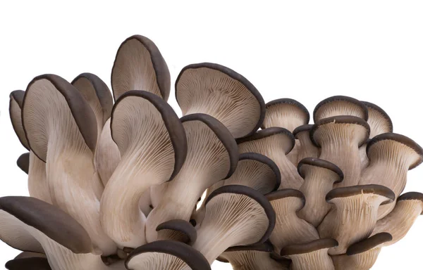从白色背景分离出来的牡蛎蘑菇 — 图库照片