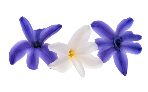 Hyacint Bloem Geïsoleerd Witte Achtergrond — Stockfoto