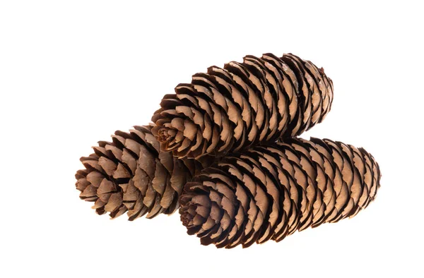 Fir Cones Isolated White Background — Stock Photo, Image