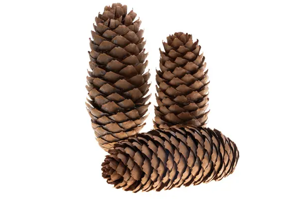 Fir Cones Isolated White Background — Stock Photo, Image