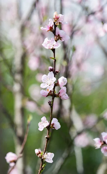Sakura Bloemen Een Boom Een Zonnige Dag — Stockfoto