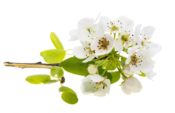 Gruszkowe Kwiaty Izolowane Białym Tle — Zdjęcie stockowe