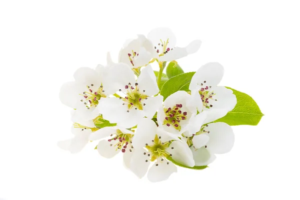 Birnenblüten Isoliert Auf Weißem Hintergrund — Stockfoto