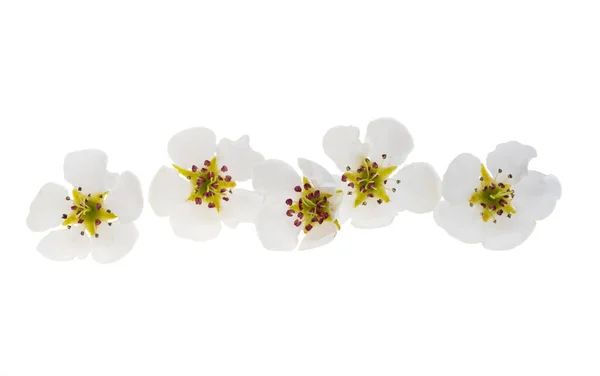 Άνθη Αχλαδιού Απομονωμένα Λευκό Φόντο — Φωτογραφία Αρχείου