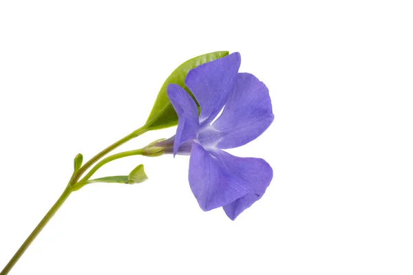 Periwinkle Flower Isolated White Background — Stock Photo, Image