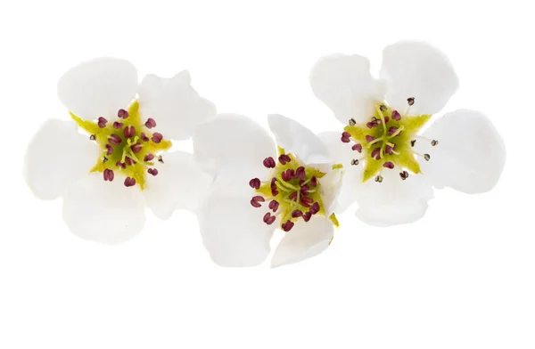 stock image pear flowers isolated on white background