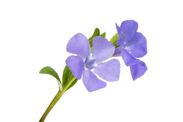 Periwinkle Blomma Isolerad Vit Bakgrund — Stockfoto