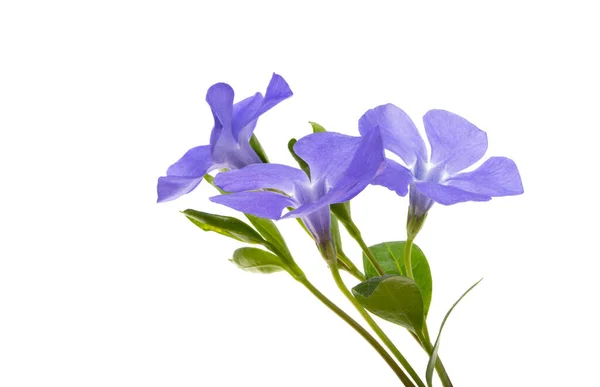 Periwinkle Blomma Isolerad Vit Bakgrund — Stockfoto