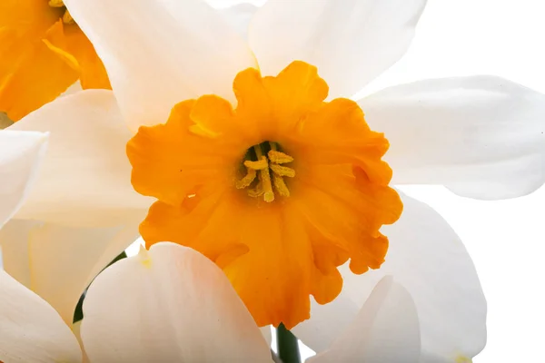 Beautiful Bouquet Daffodils Isolated White Background — Stock Photo, Image