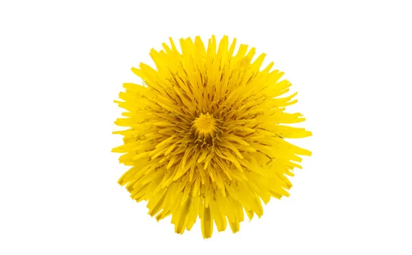 Цветок Одуванчика Изолирован Белом Фоне — стоковое фото