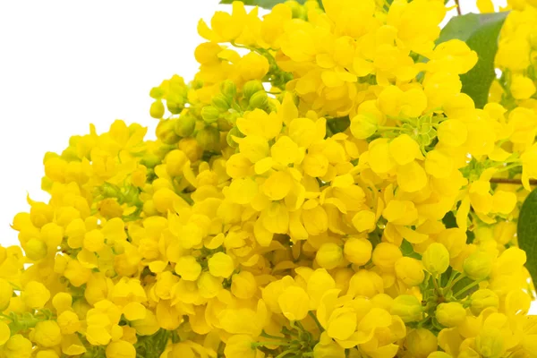 Mahonia Květiny Izolované Bílém Pozadí — Stock fotografie