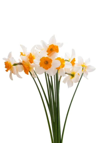 Beautiful Bouquet Daffodils Isolated White Background — Stock Photo, Image