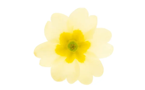 Květy Prvosenky Izolovaných Bílém Pozadí — Stock fotografie