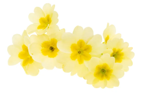 Beyaz Arka Plan Üzerinde Izole Çuha Çiçeği Çiçek — Stok fotoğraf