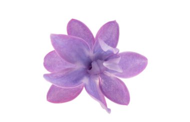 Beyaz arkaplanda yalıtılmış leylak çiçeği