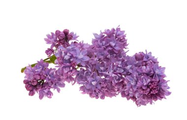 Beyaz arkaplanda yalıtılmış leylak çiçeği