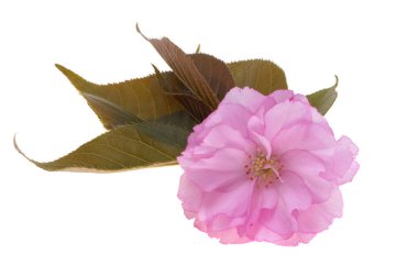 Beyaz arkaplanda izole edilmiş sakura çiçekleri