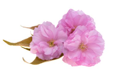 Beyaz arkaplanda izole edilmiş sakura çiçekleri