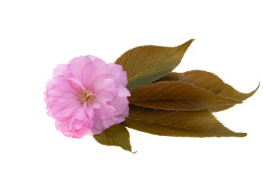 Beyaz arkaplanda izole edilmiş sakura çiçekleri