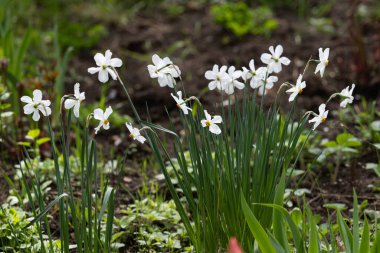 Çiçek tarhında büyüyen beyaz nergisler