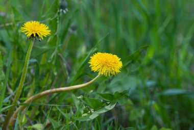 Güneşli bir günde çayırda karahindibalar