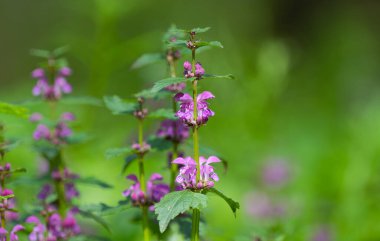 Güneşli bir günde çiçekli ısırgan otları
