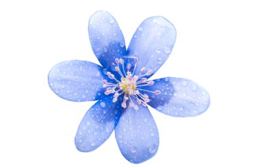 Beyaz bir arka planda mantarı nobilis