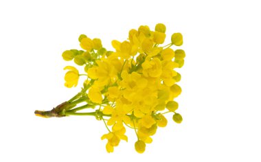 Mahonia çiçekleri beyaz arkaplanda izole edilmiş