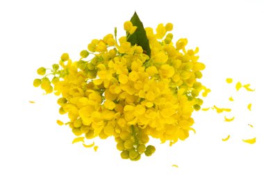 Mahonia çiçekleri beyaz arkaplanda izole edilmiş