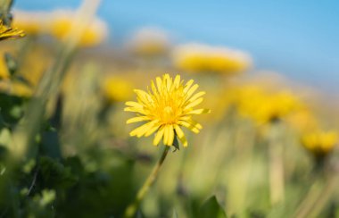 Güneşli bir günde, çayırdaki sarı karahindibalar