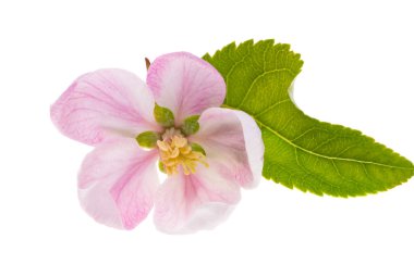 Elma ağacı çiçekleri beyaz arkaplanda izole