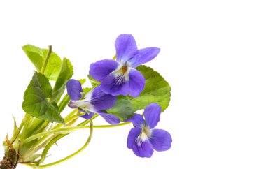 Orman Menekşe beyaz arka plan üzerinde izole