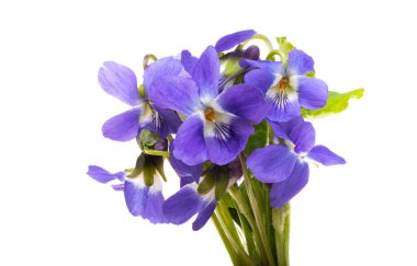 Orman Menekşe beyaz arka plan üzerinde izole